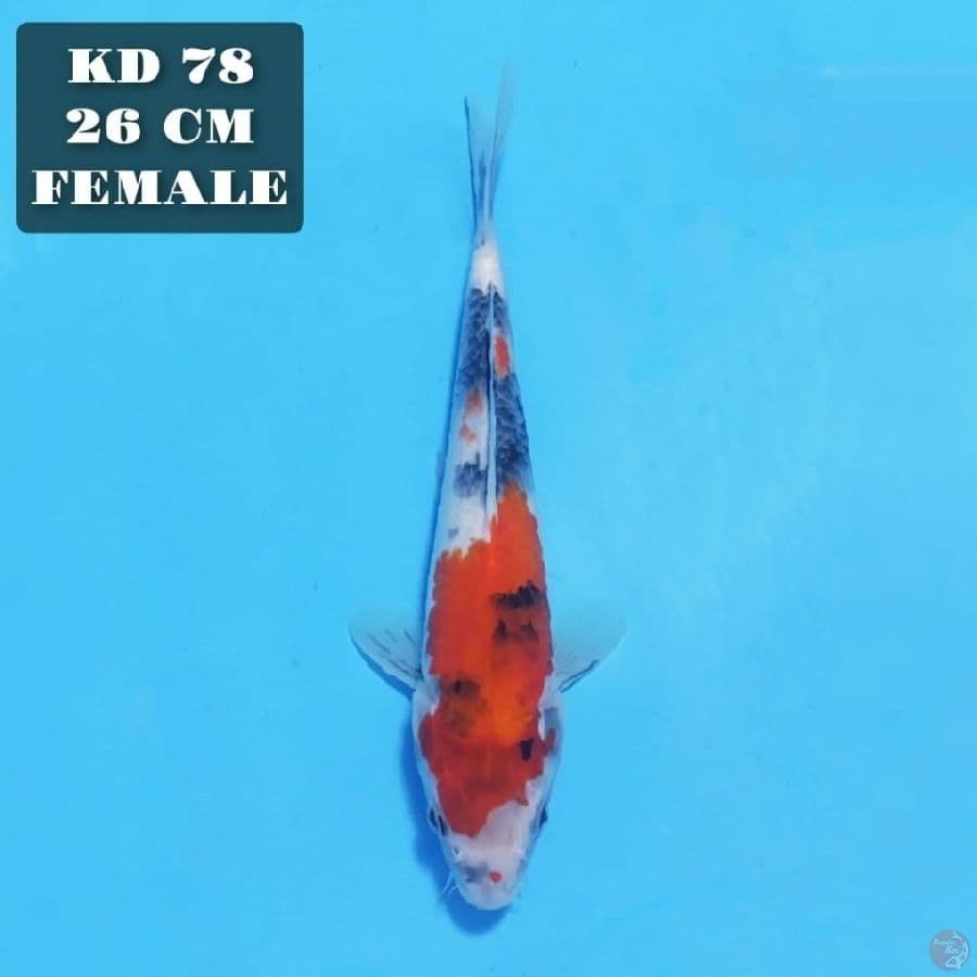 kage sumi showa 26cm female