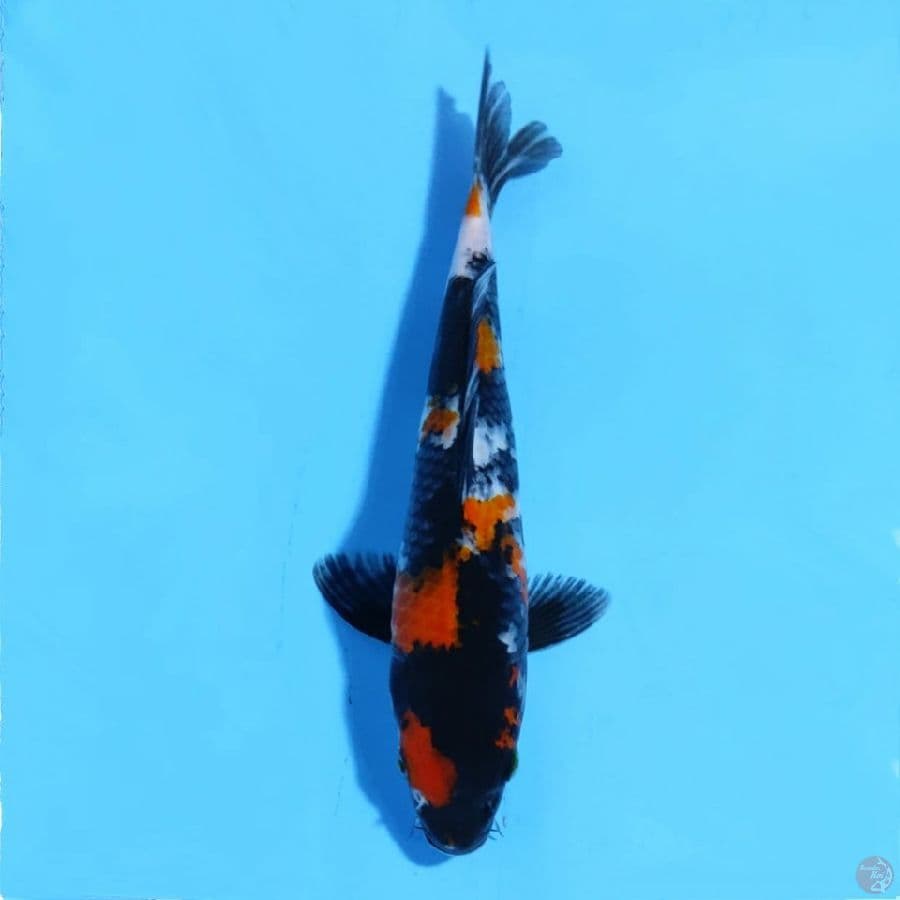 showa sanshoku 25cm male