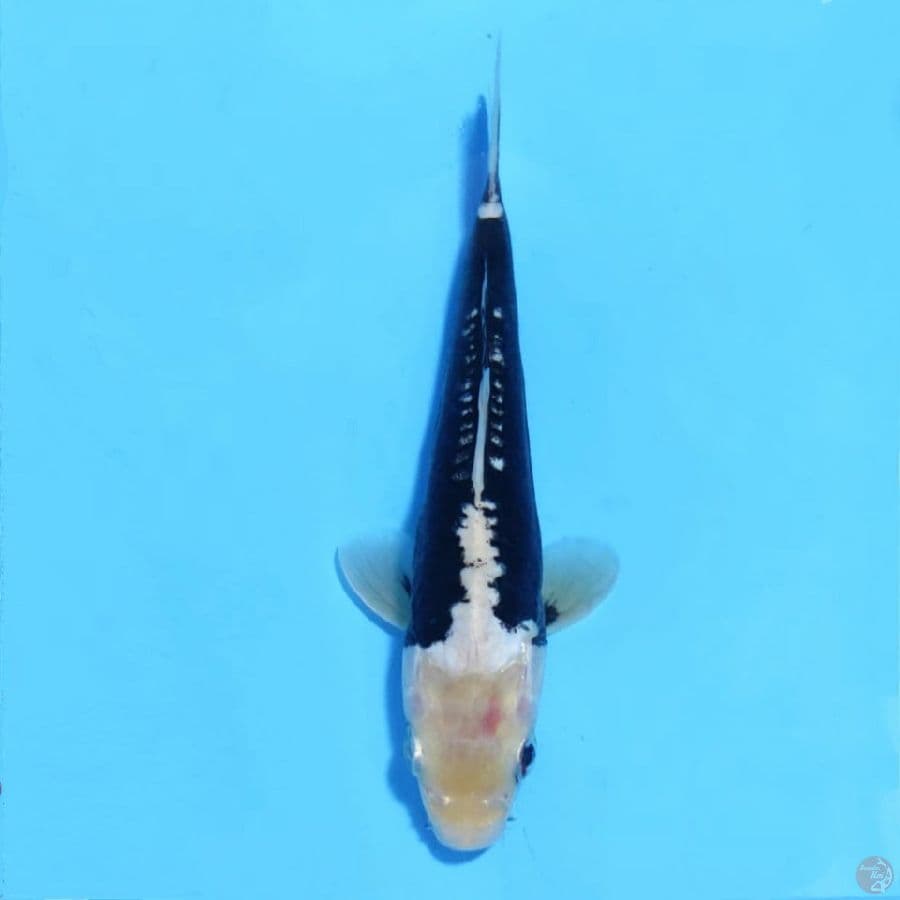 kumonryu 20cm female