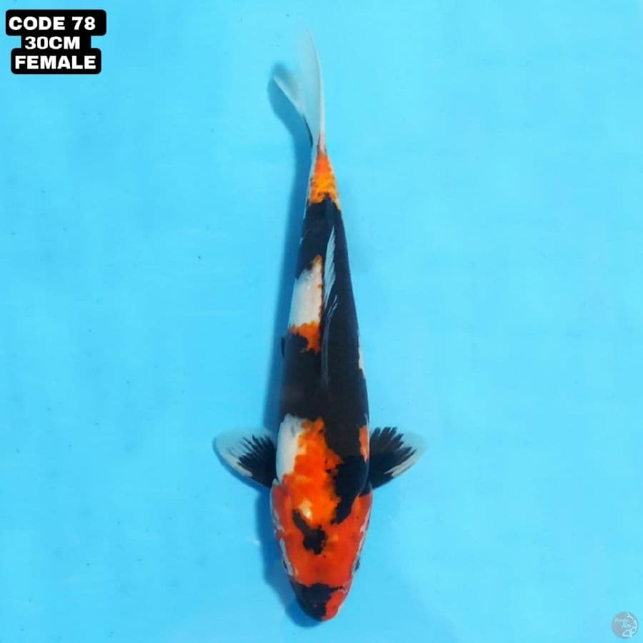 showa sanshoku 30cm female