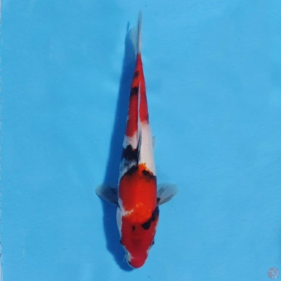 showa 27cm female