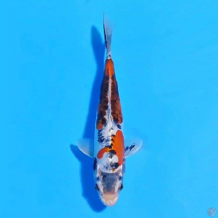 kikokuryu antik 23cm male