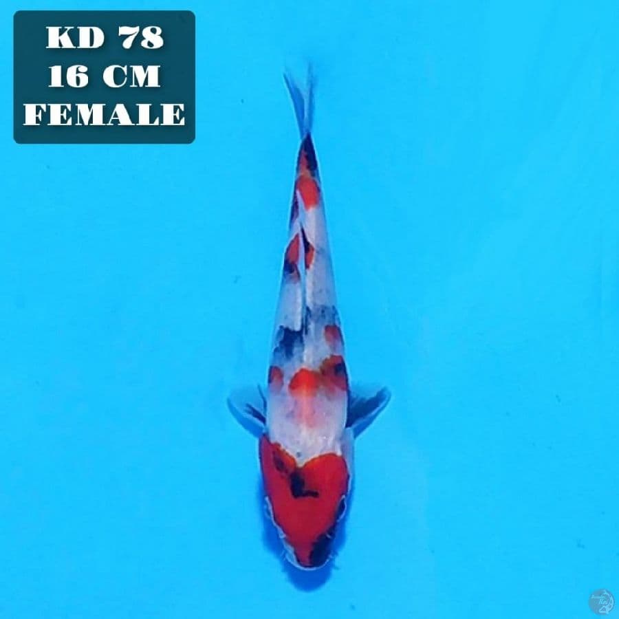 showa tategoi 16cm female