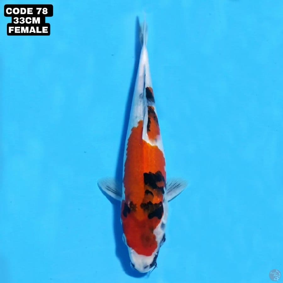 showa tategoi 33cm female