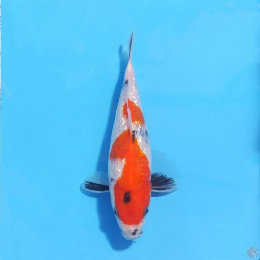 ginrin showa tategoi 23cm female