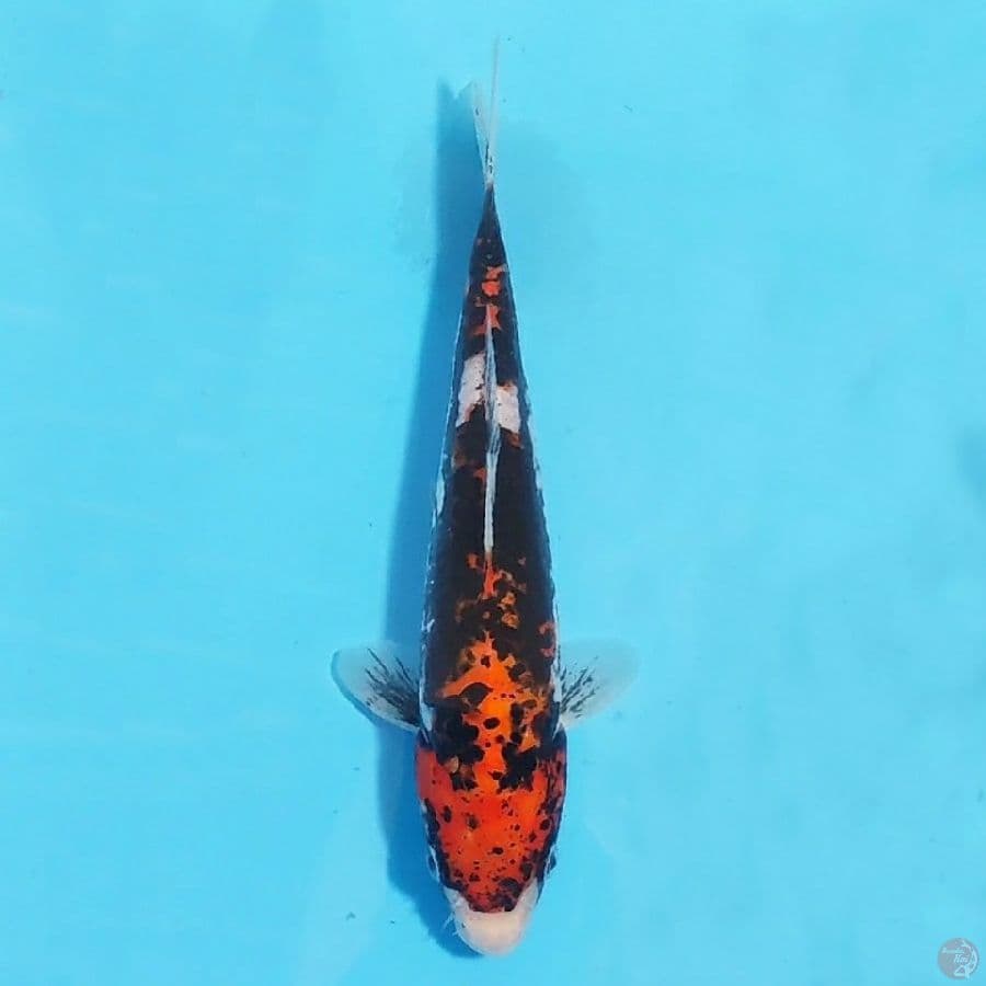 kumonryu 21cm female