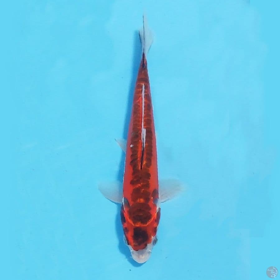 kikokuryu 21cm male
