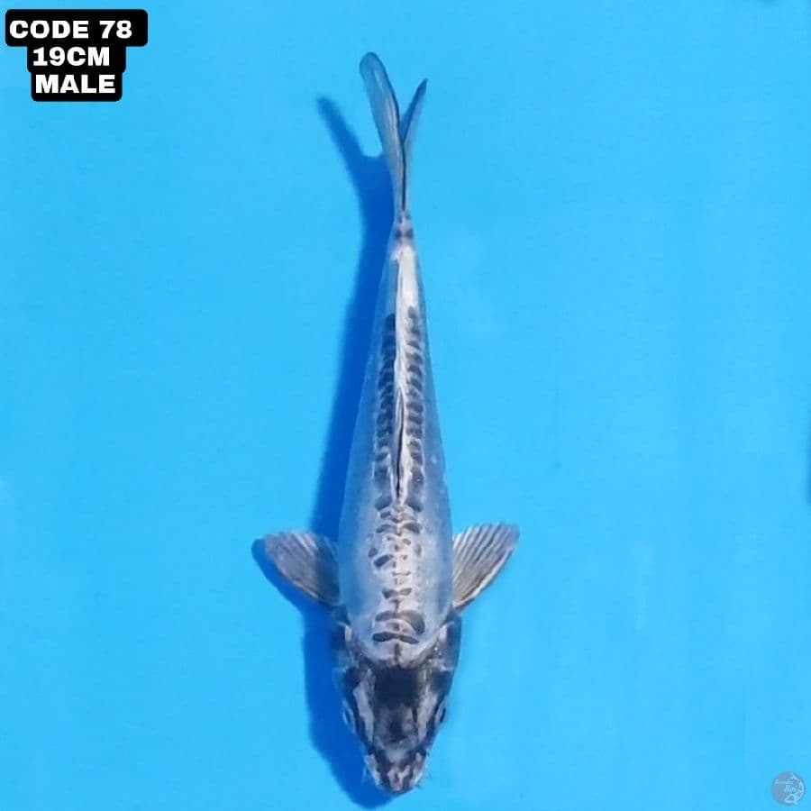 kikokuryu 19cm male