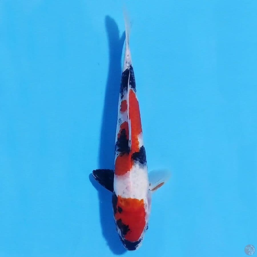 kindai showa 28cm male