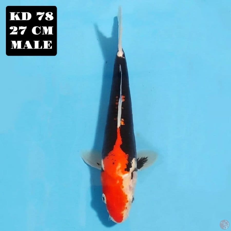 kumonryu 27cm male