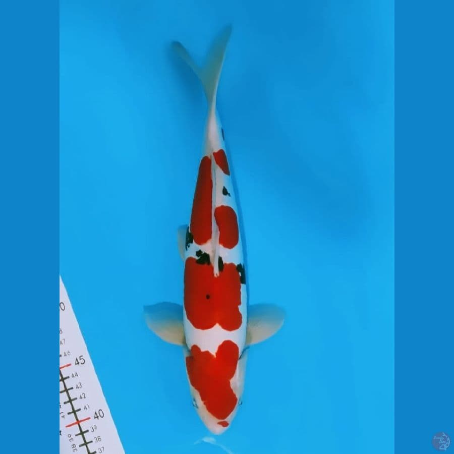 Sanke doitsu 35cm