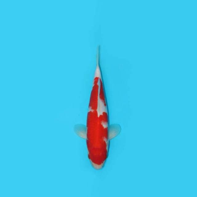 YOTSU_KOHAKU_29 CM