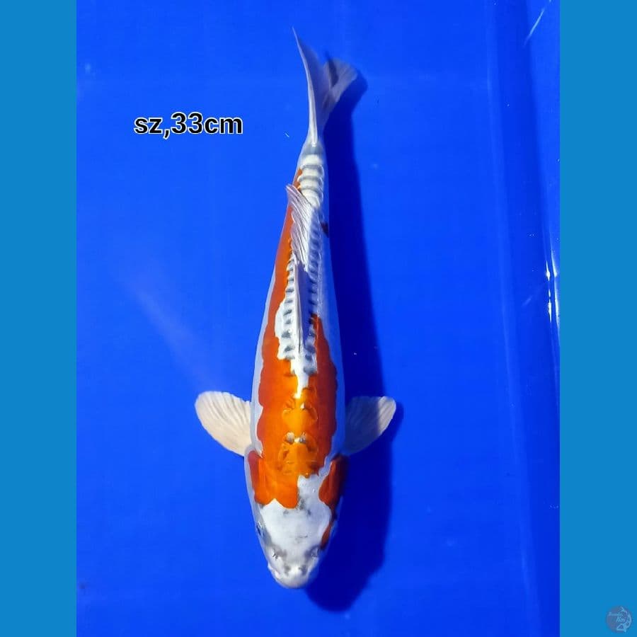 kujaku doitsu 33cm