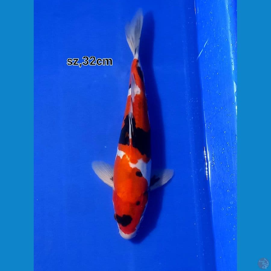showa doitsu 32cm