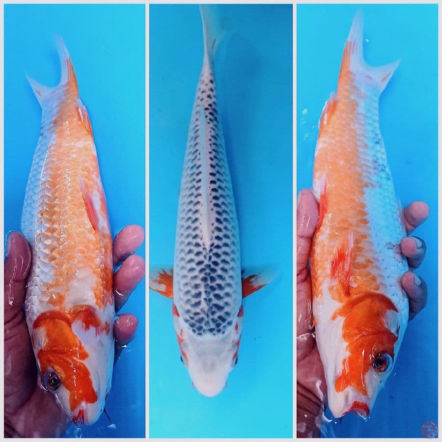asagi 32 cm