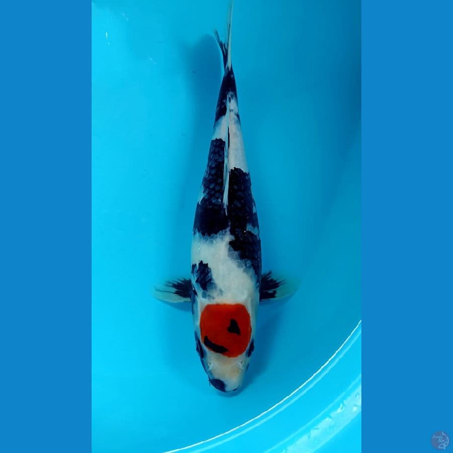 tancho showa 30cm
