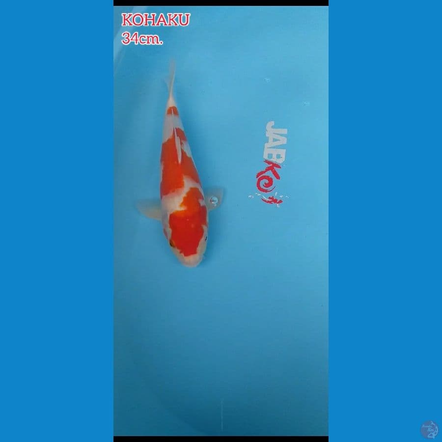 Kohaku 34cm.