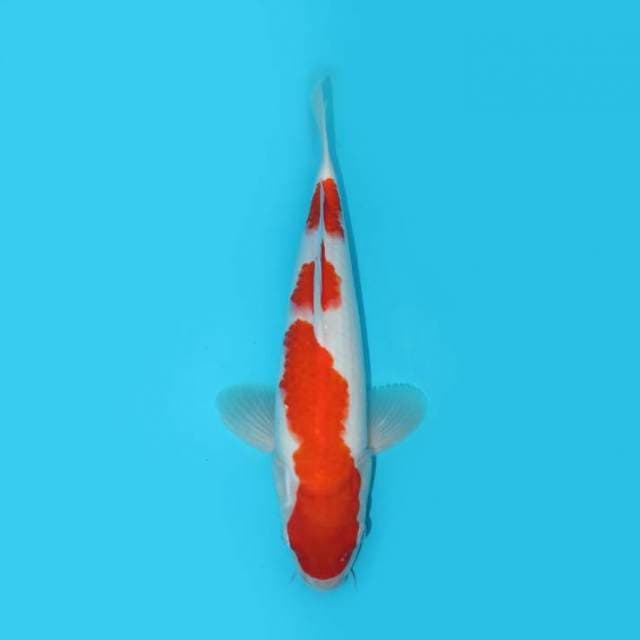 YOTSU_KOHAKU_34 CM
