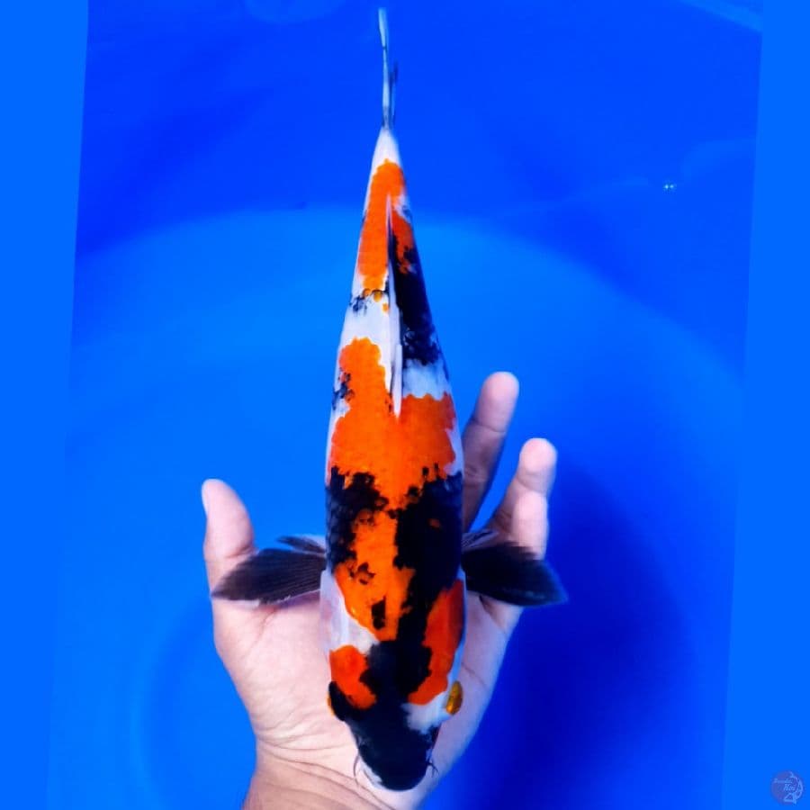 Kindai Showa 33cm