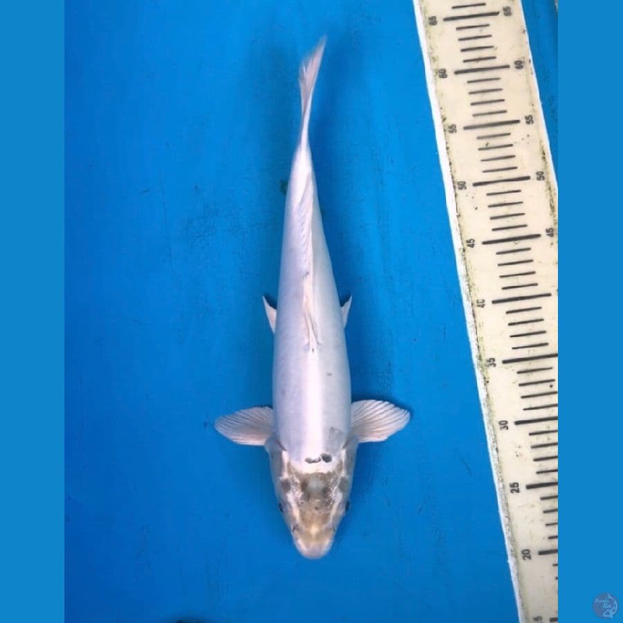 silver doitsu hikari 40cm