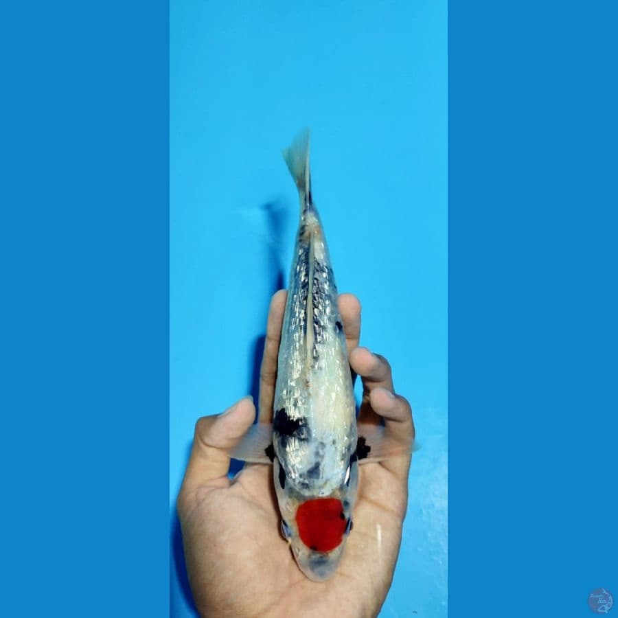 bahan keeping,, tc showa gindrin, 23 cm..