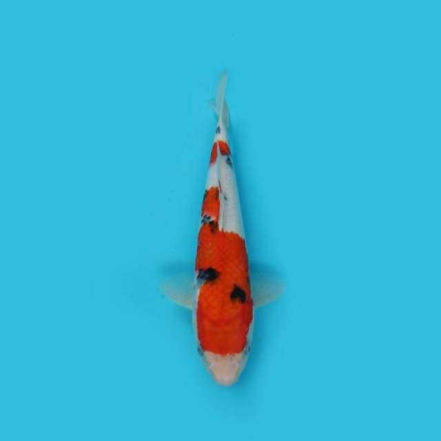 YOTSU_SANKE_27 CM