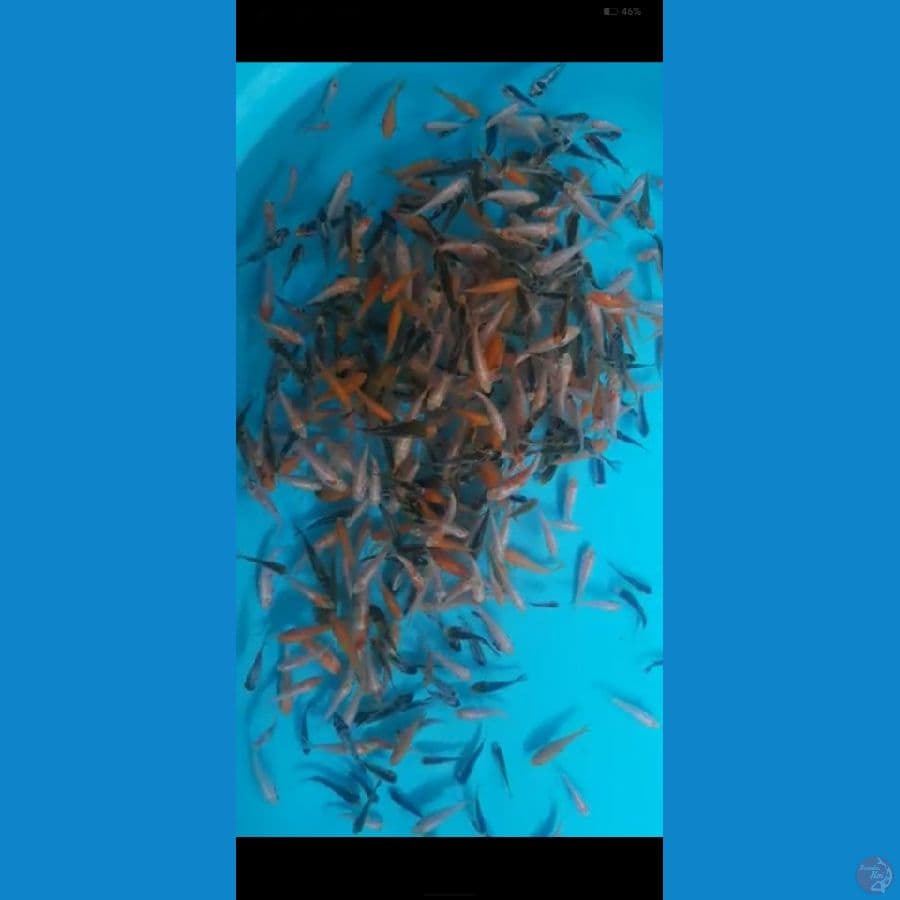 paket bibitan 250ekor