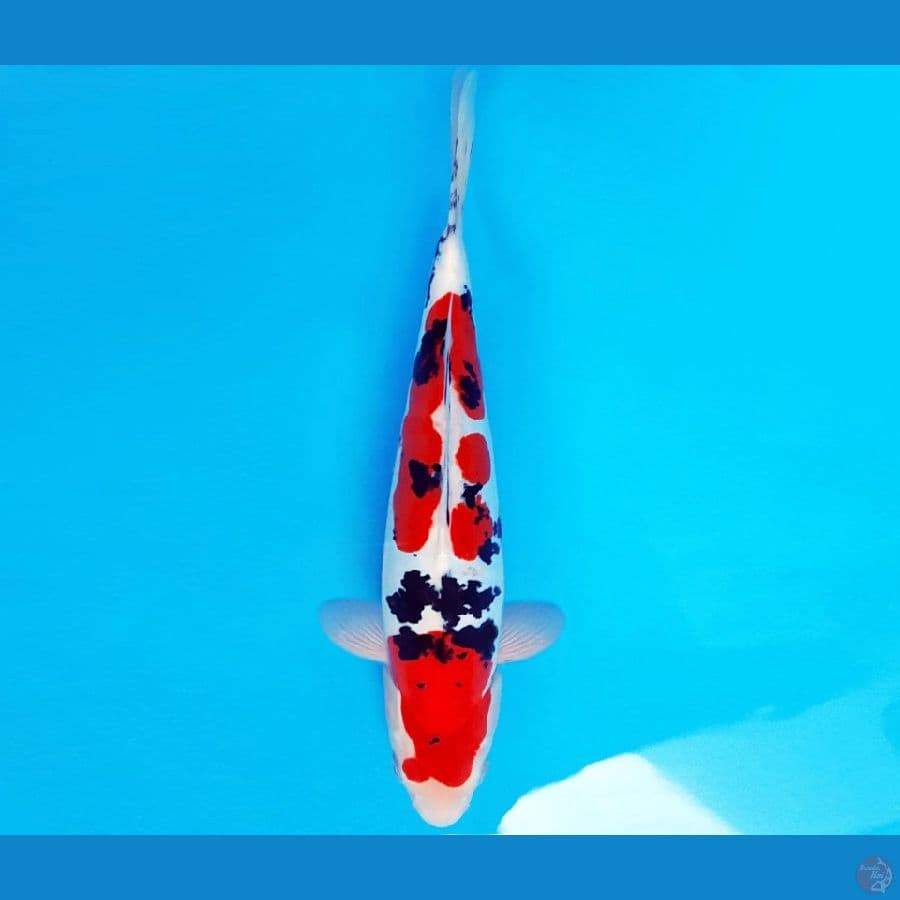 LIVING COLOR 2 ~ SANKE DOITSU MURNI 33 cm/male ™