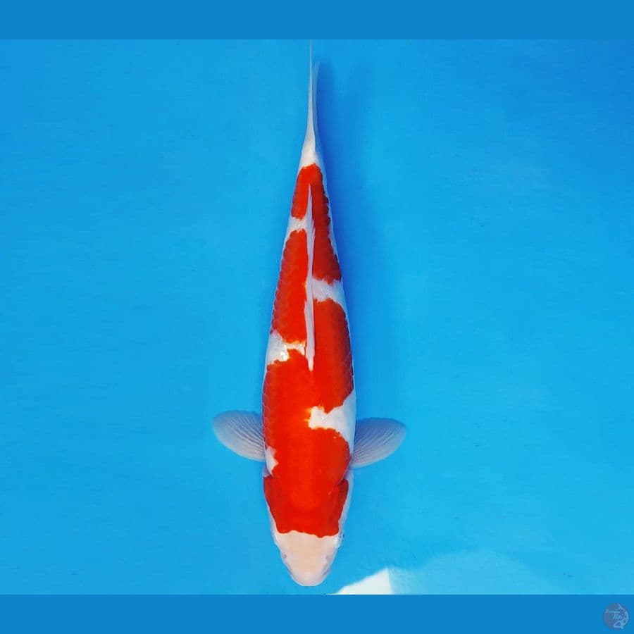 SATORI 3 ~ INAZUMA KOHAKU 34 cm/fm ™
