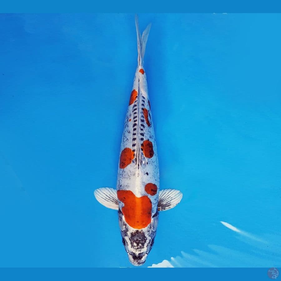 SATORI 4 ~ KIKOKURYU 36 cm/fm ™
