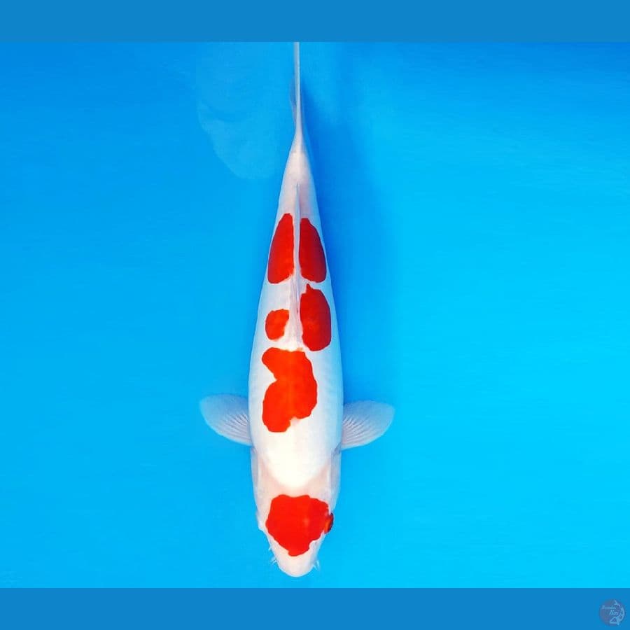 SATORI 8 ~ KOHAKU DOITSU MURNI 35 cm/fm ™