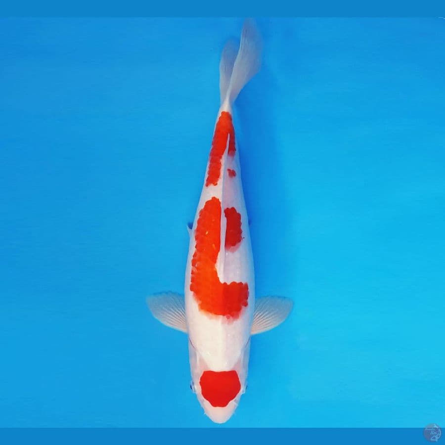SATORI 18 ~ MARUTEN KOHAKU 35 cm/fm ™