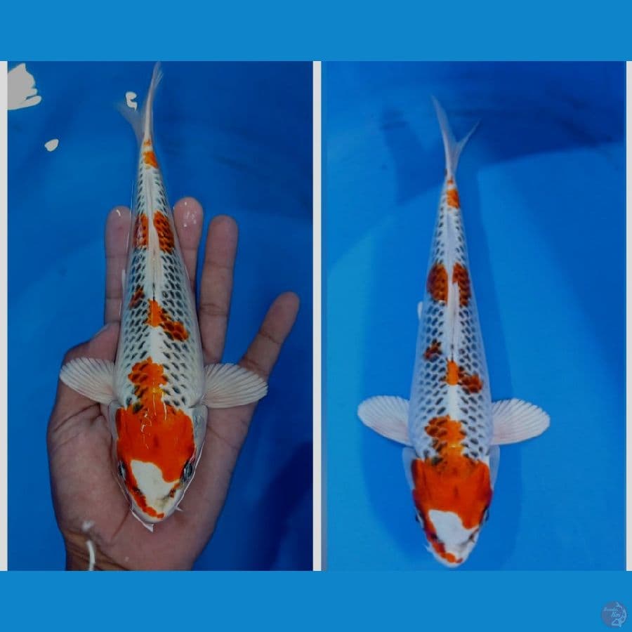 kujaku 25 cm fimale