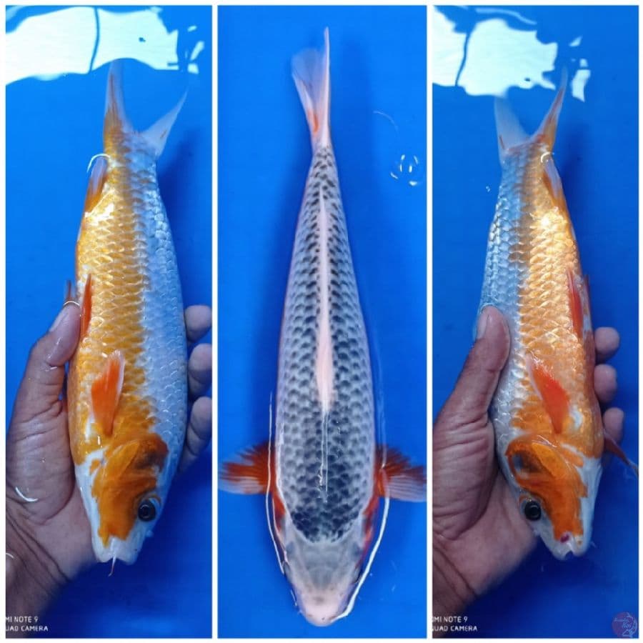 asagi 30 cm