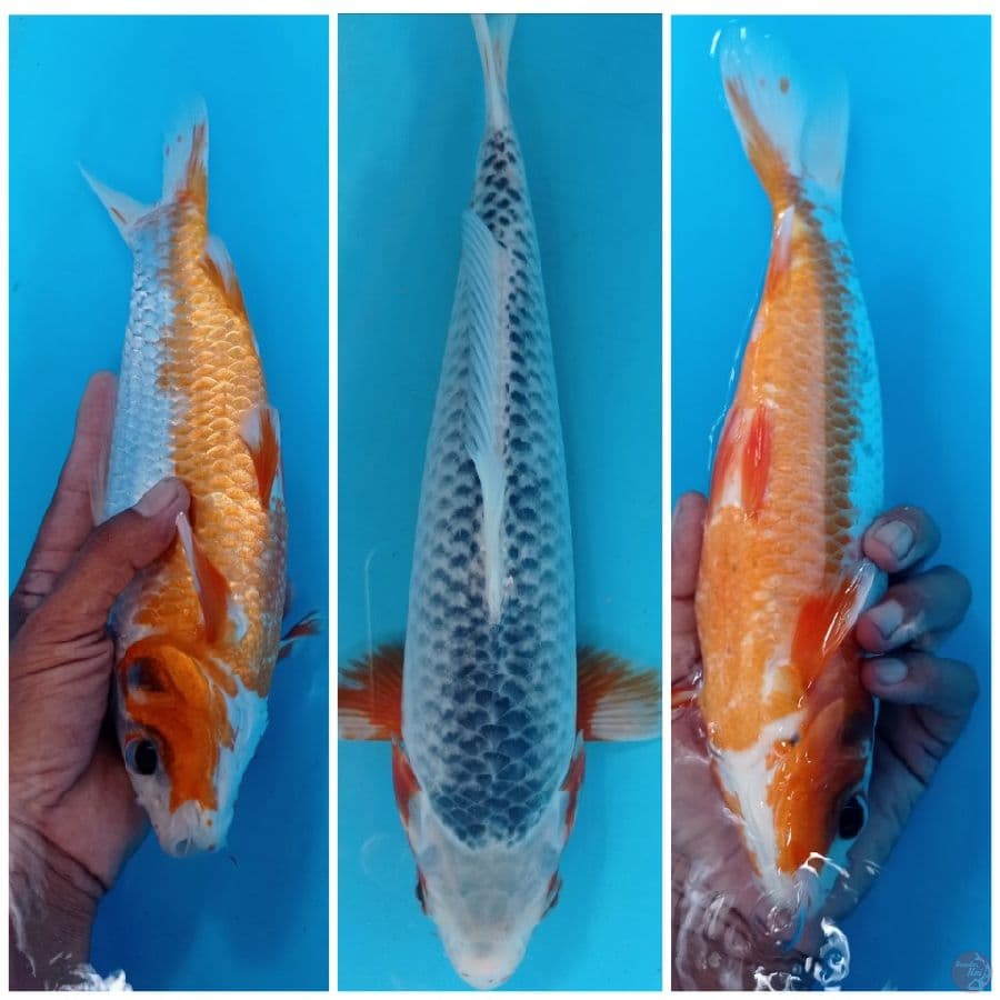 asagi 30 cm