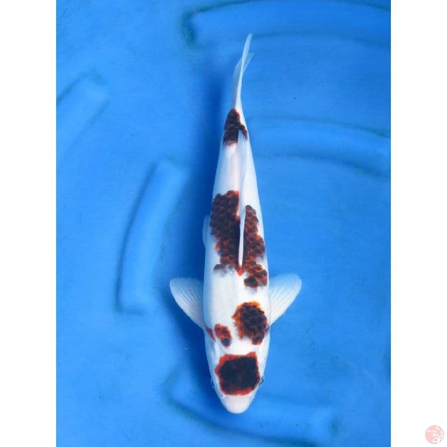 36cm , Male Budo Koromo