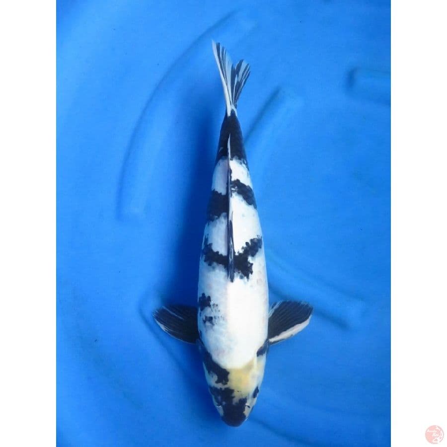 45cm , F1 Shiro Utsuri - Male