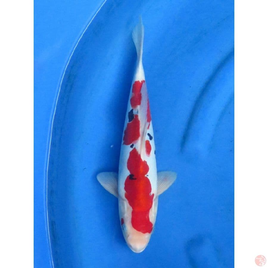 34cm , Red Sanke Doitsu Murni