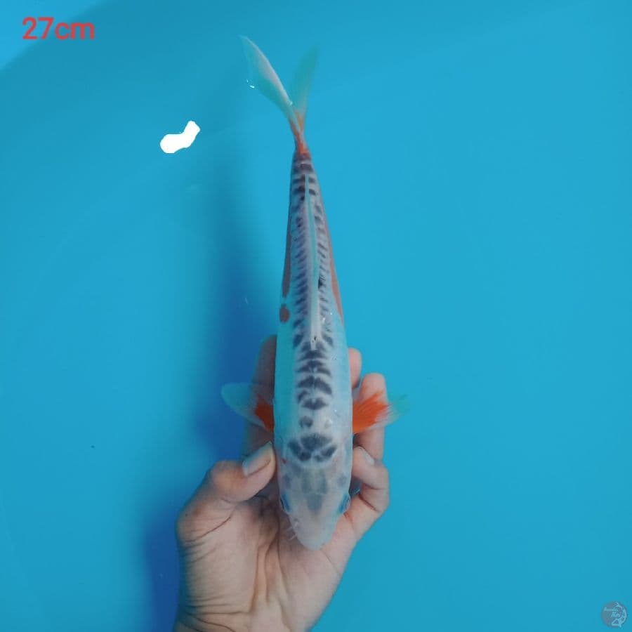 hana shusui 27cm