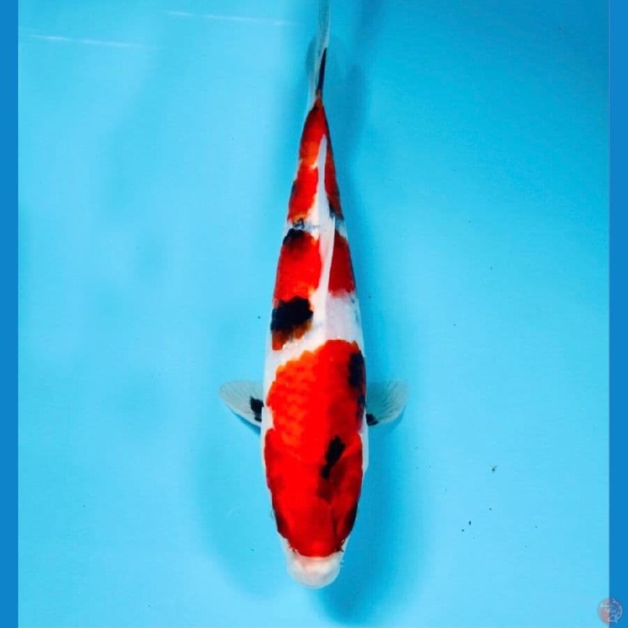 showa hikari, 25 cm