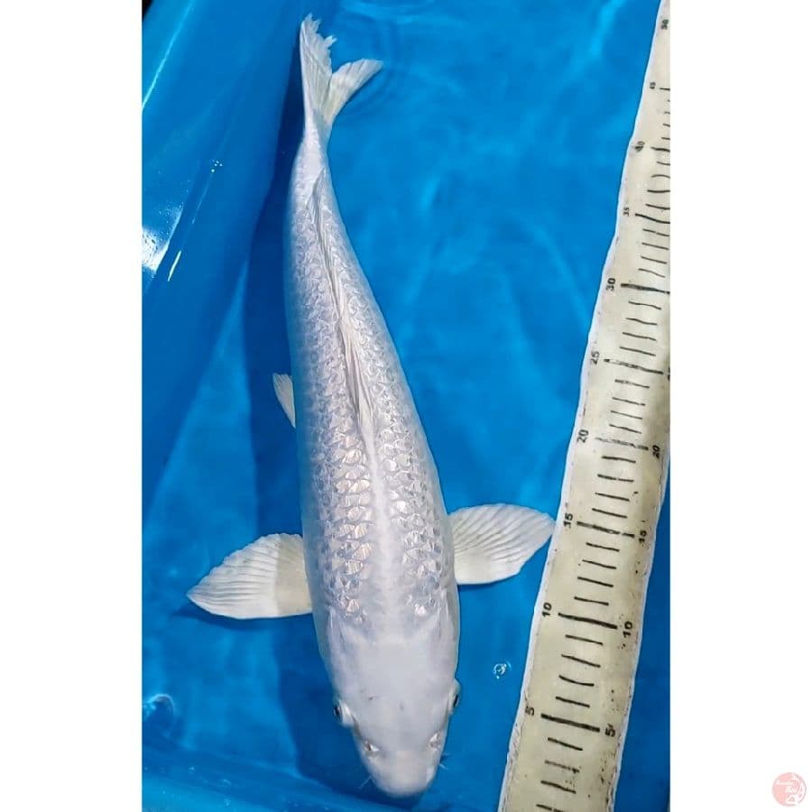 PLATINUM JUMBO GINDRIN 47 CM