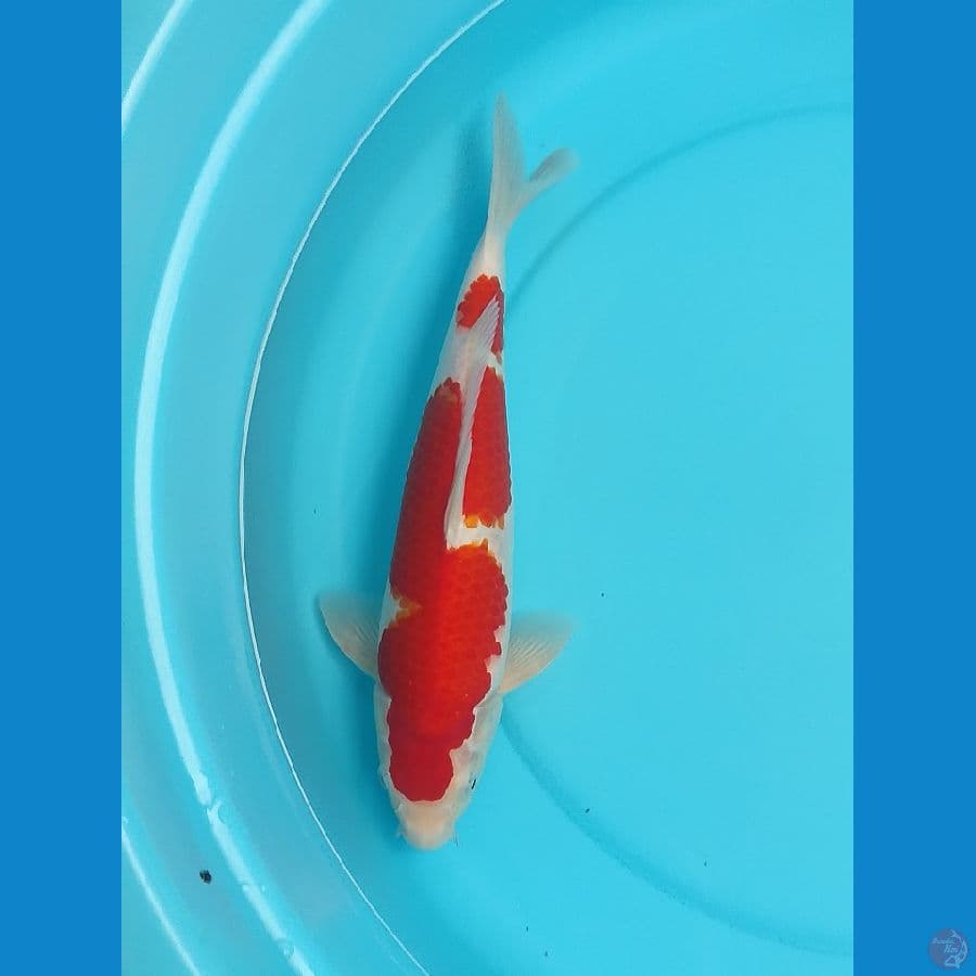 kohaku