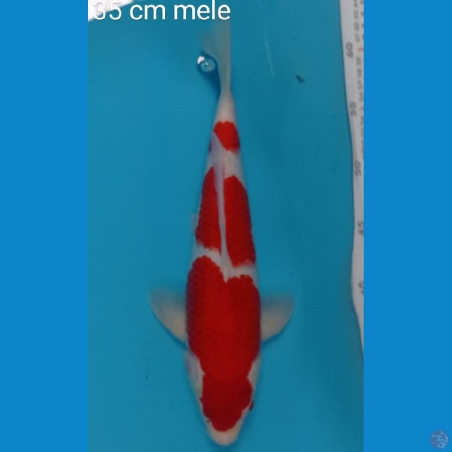 kohaku 3 step 35 cm male