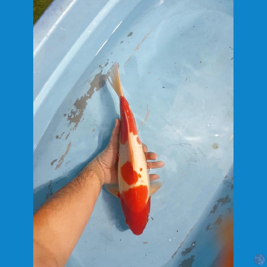 Kohaku Doitsu 38cm