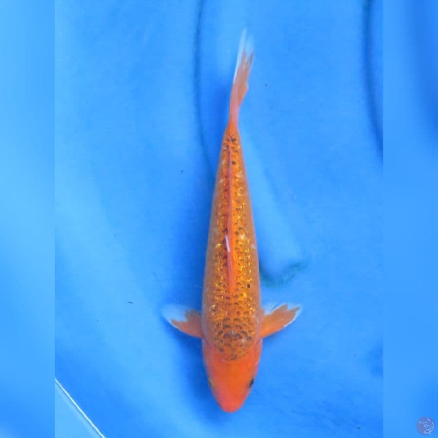32cm - matsuba ginrin