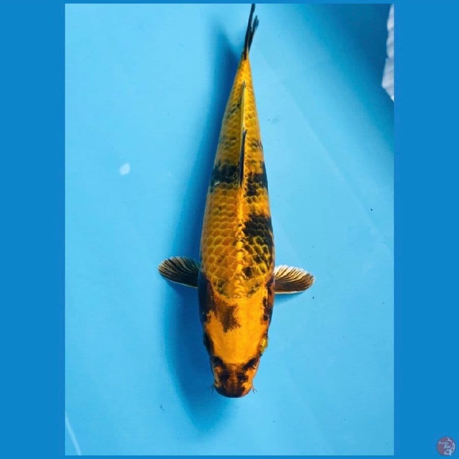 hikari utsuri, 25 cm