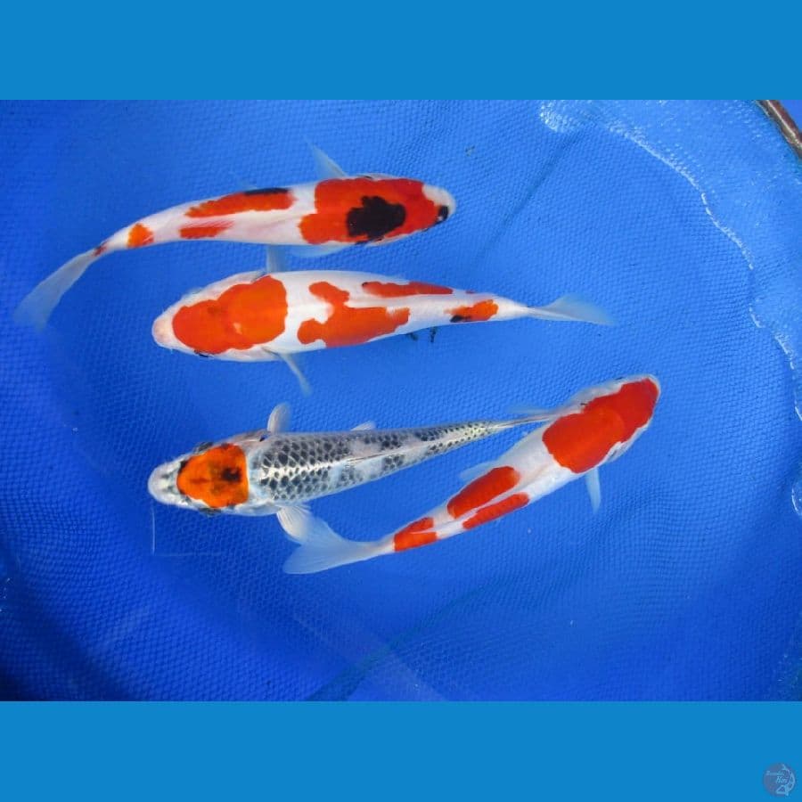 MKC KOI GRUB