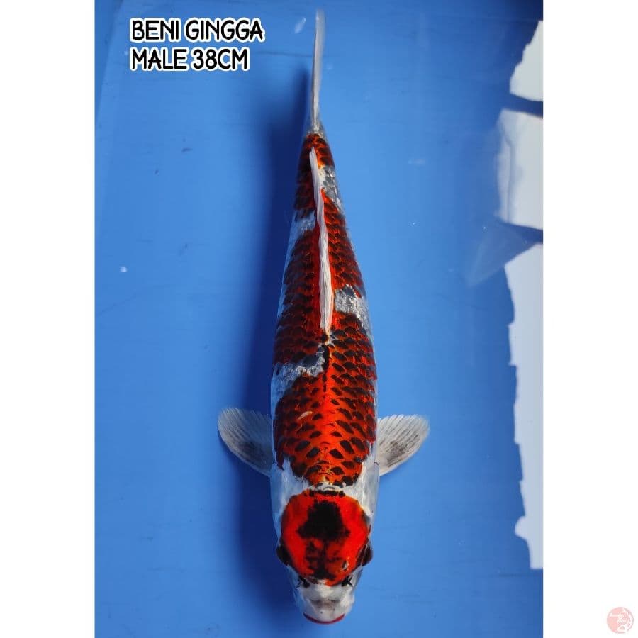BENI GINGGA 38CM MALE