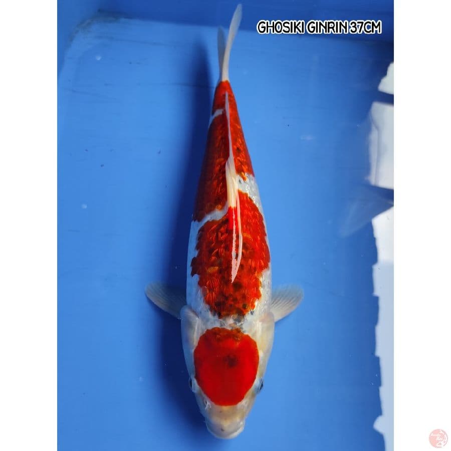GHOSIKI GINRIN 37CM