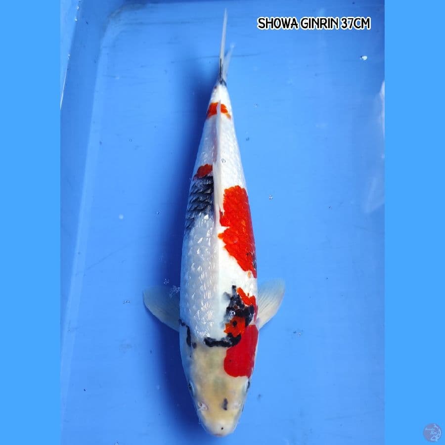 SHOWA GINRIN 37CM